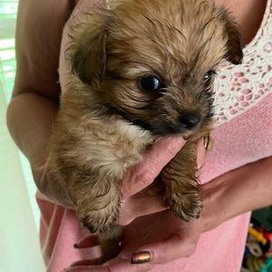 Meet your Posher, Martha